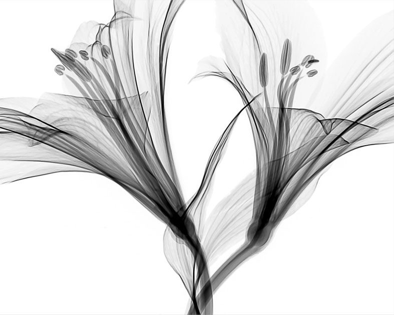 Stylish abstract flower background